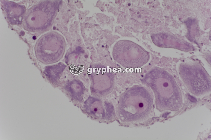 Ovaire d'Oursin x100 - gryphea.com